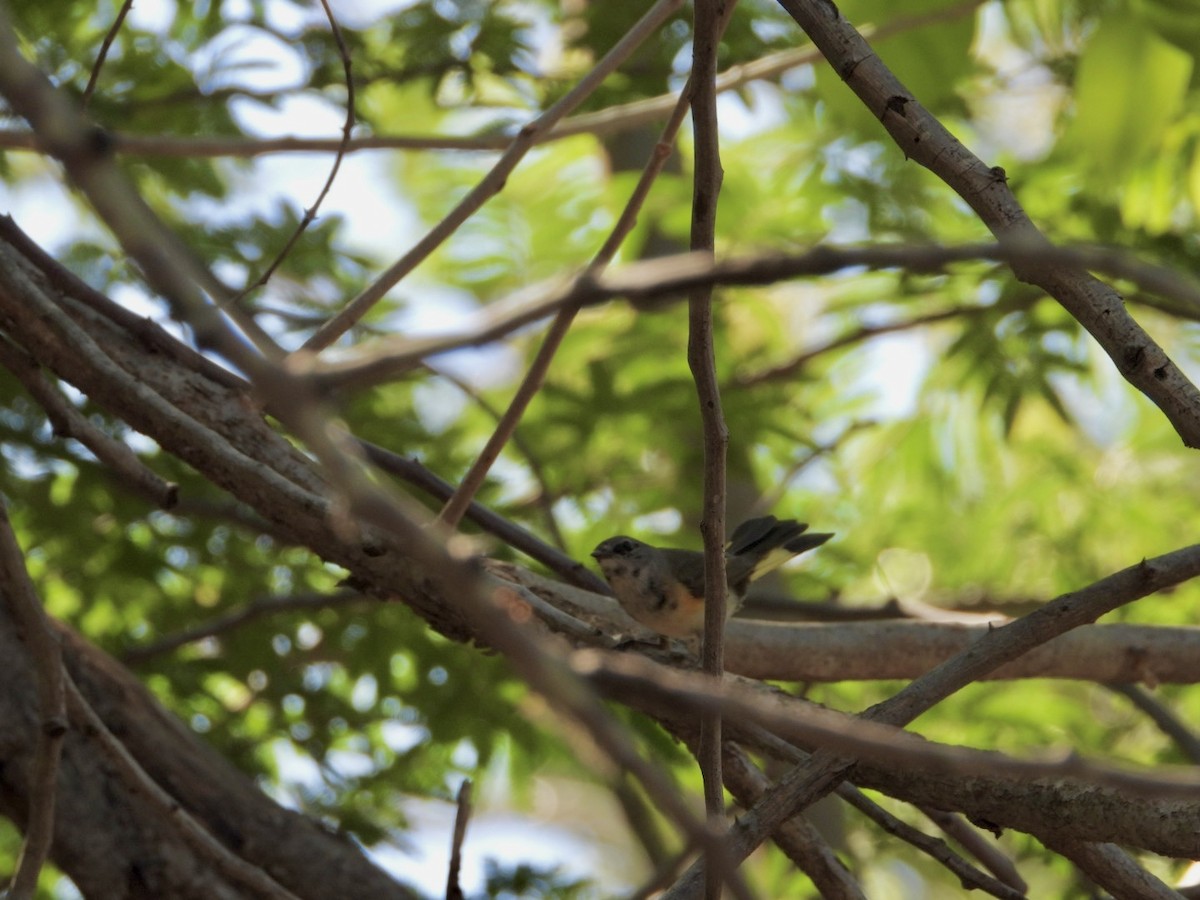 American Redstart - ML617613137