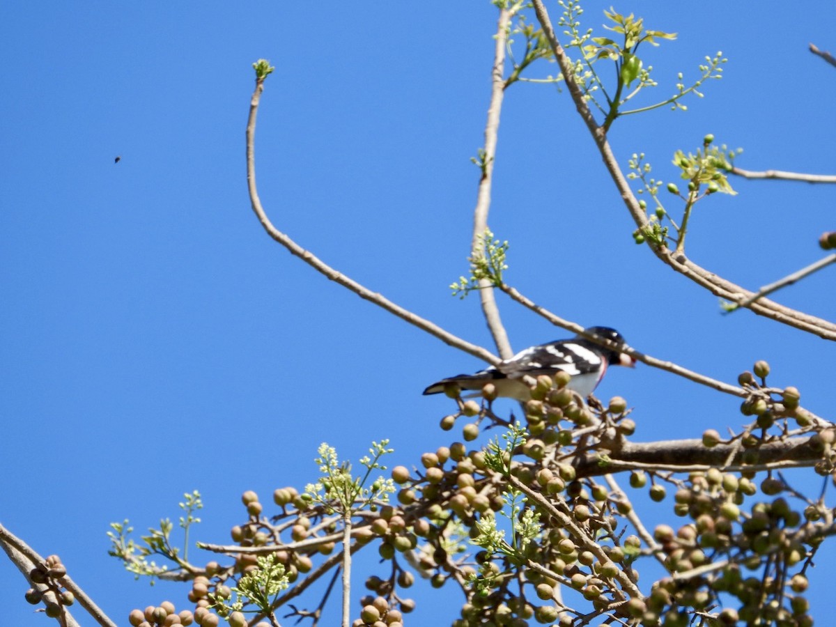 Rose-breasted Grosbeak - ML617613153