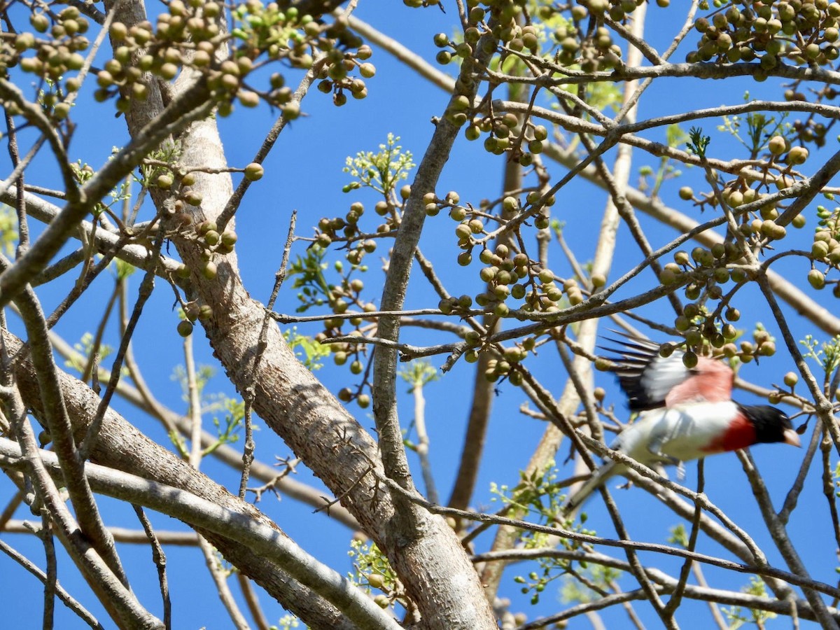 Rose-breasted Grosbeak - ML617613154