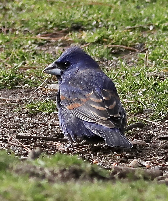 Blue Grosbeak - Ken Feustel