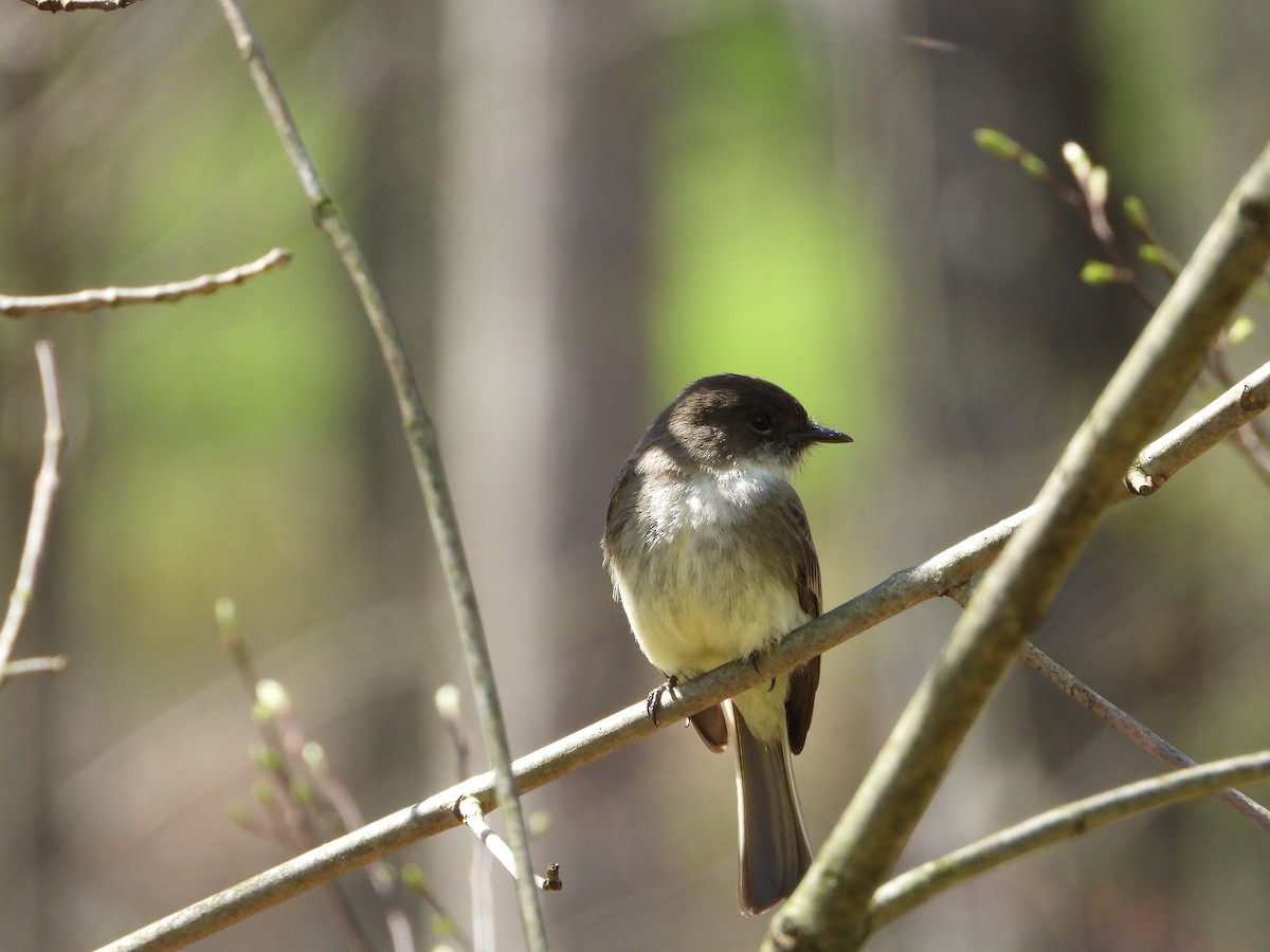 Eastern Phoebe - Amanda & Matt Sloan