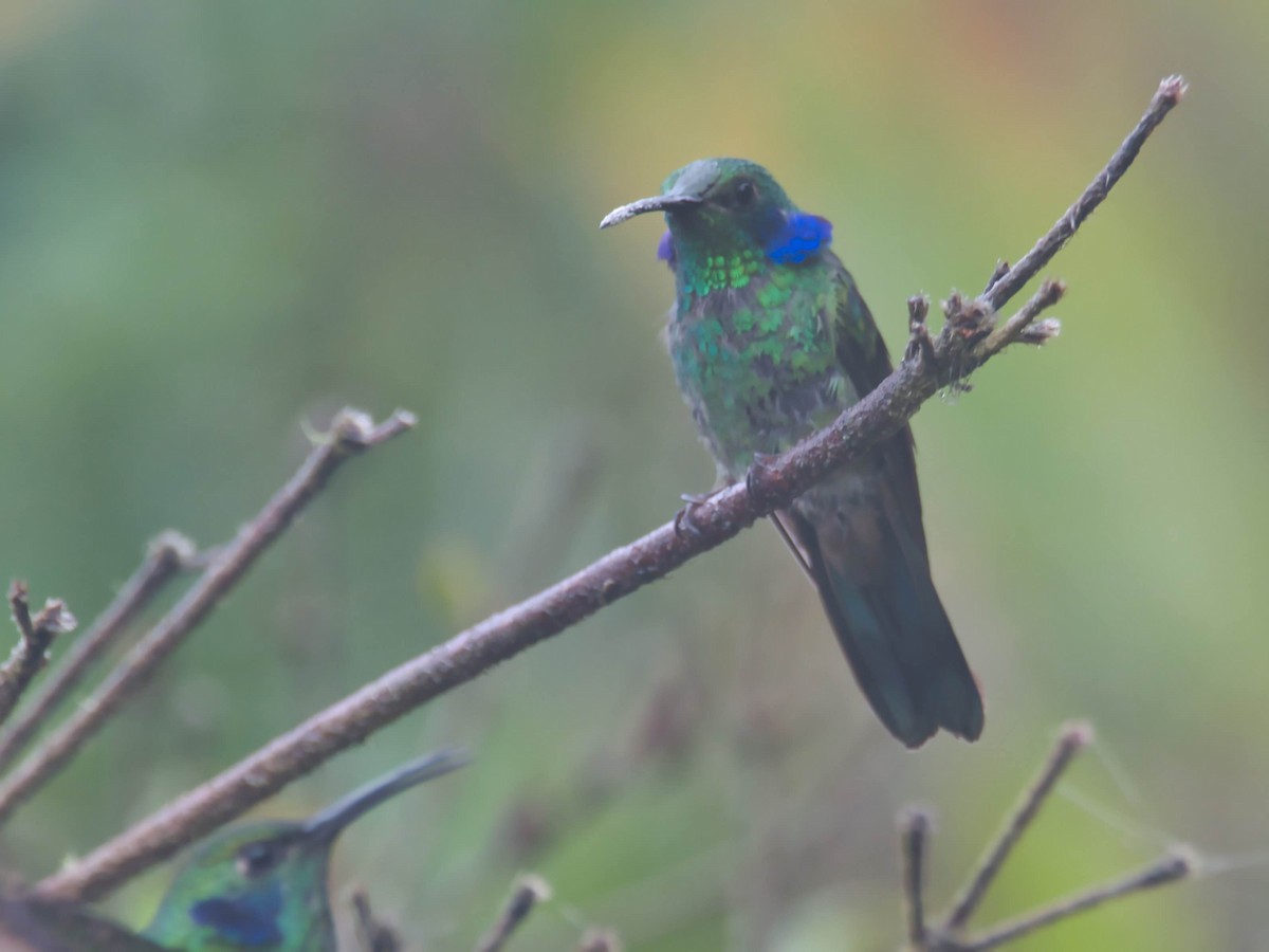 Colibrí Oreja Violeta Menor - ML617613174