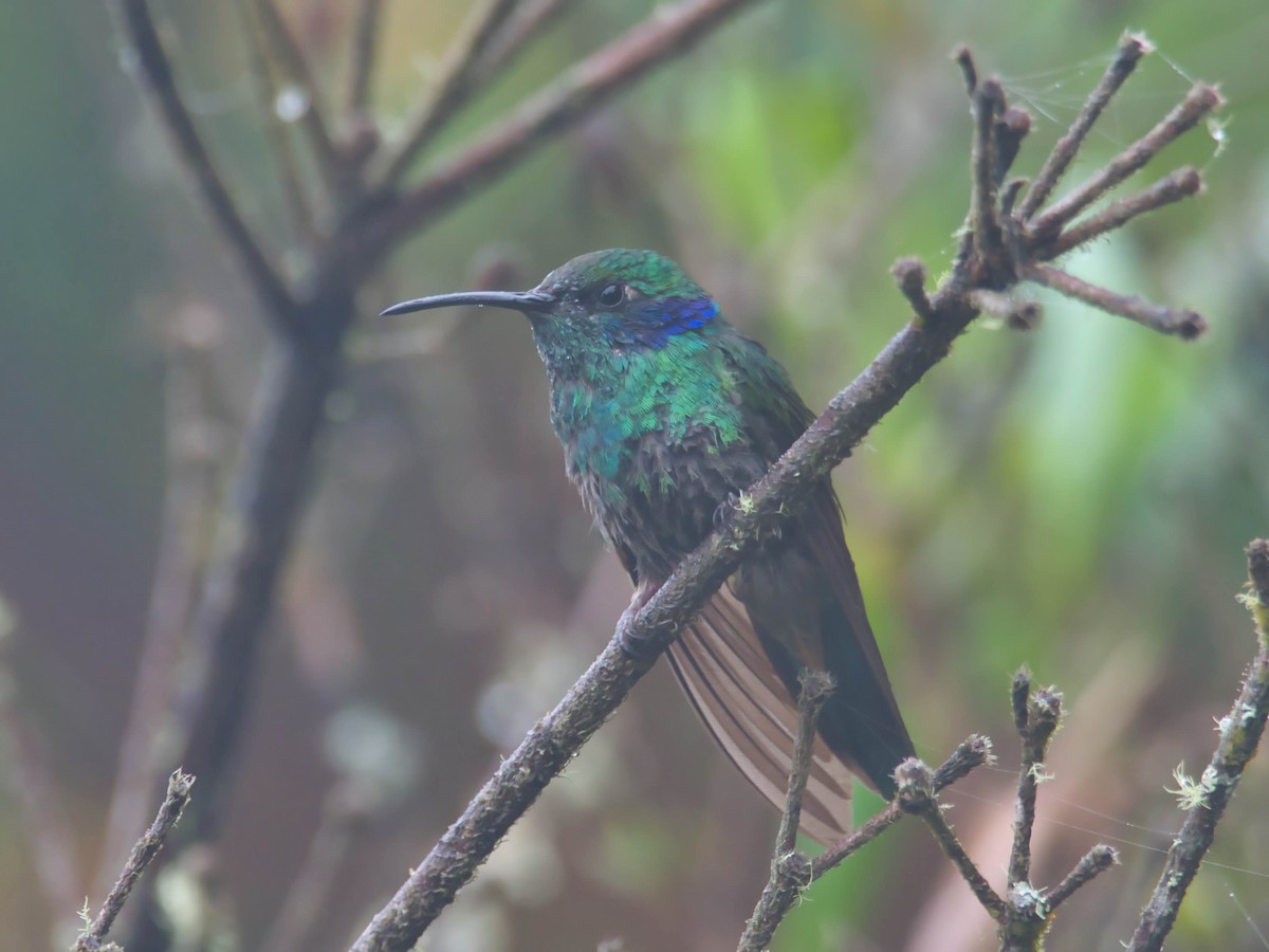 Colibrí Oreja Violeta Menor - ML617613175