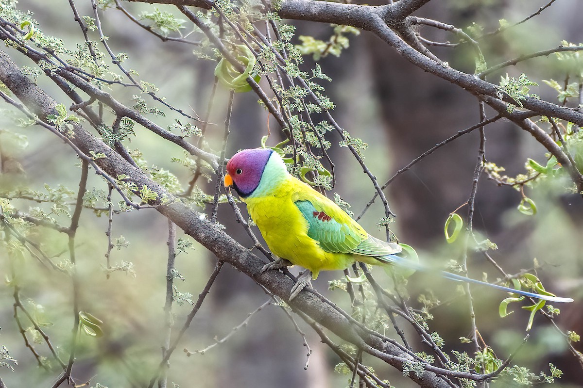 Папужець фіолетовоголовий - ML617613180