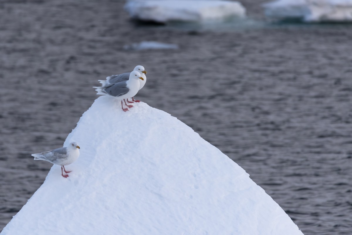 Glaucous Gull - ML617613303