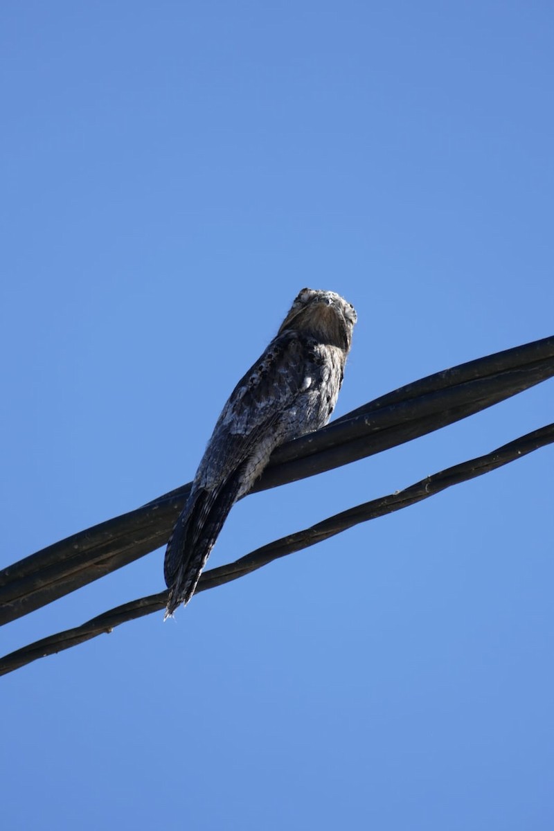 Common Potoo - ML617613313