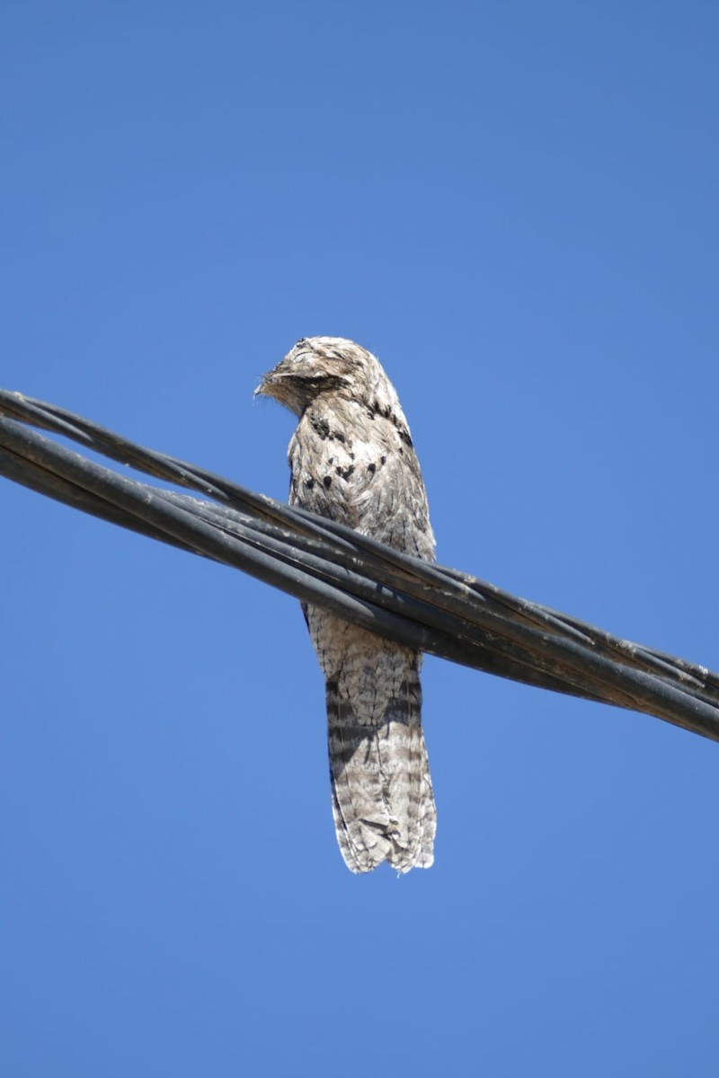 Common Potoo - ML617613317