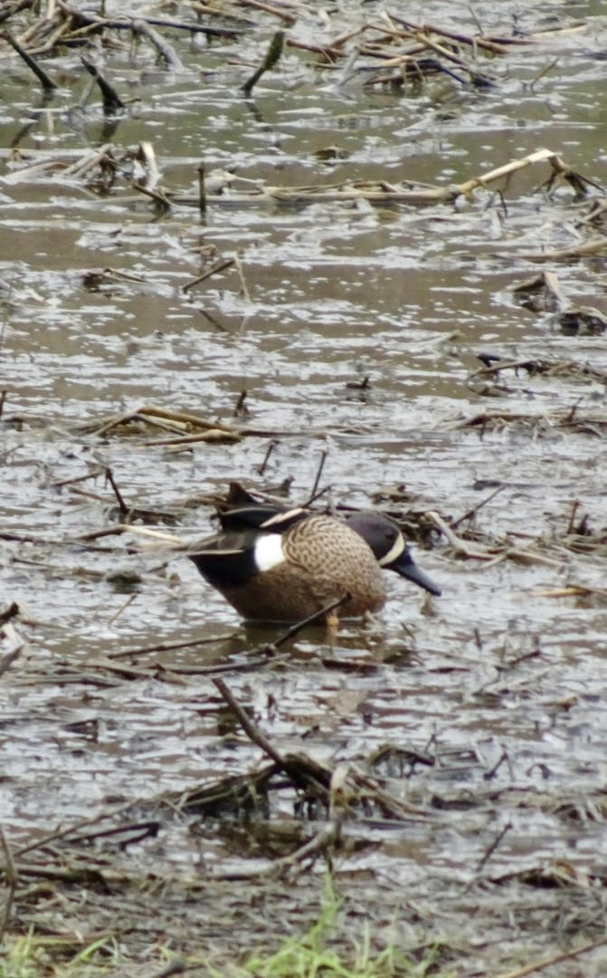 Blue-winged Teal - ML617613345
