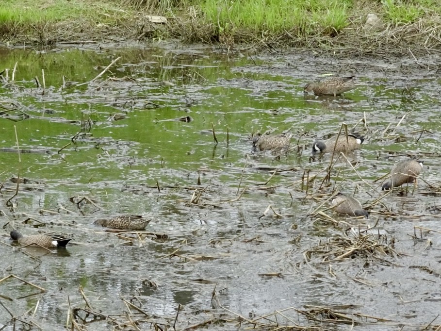 Blue-winged Teal - ML617613346