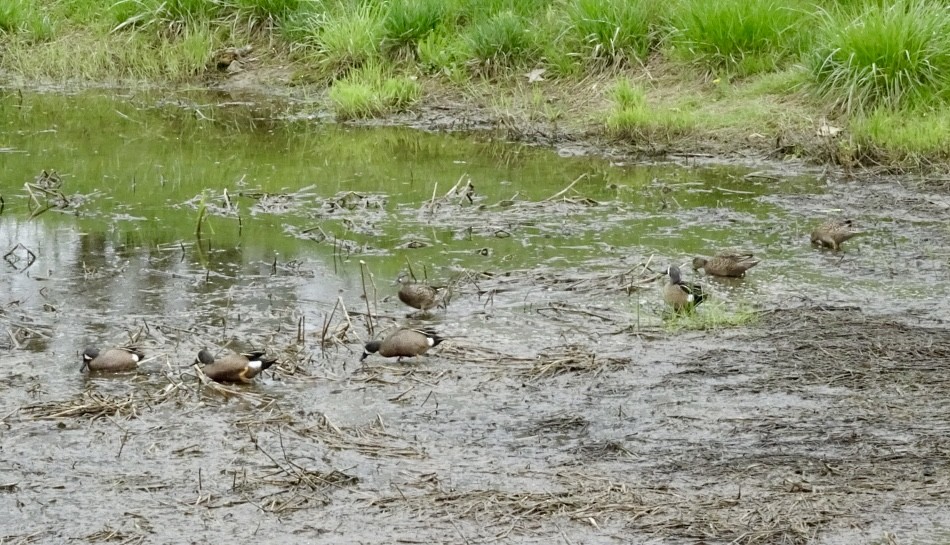 Blue-winged Teal - ML617613347