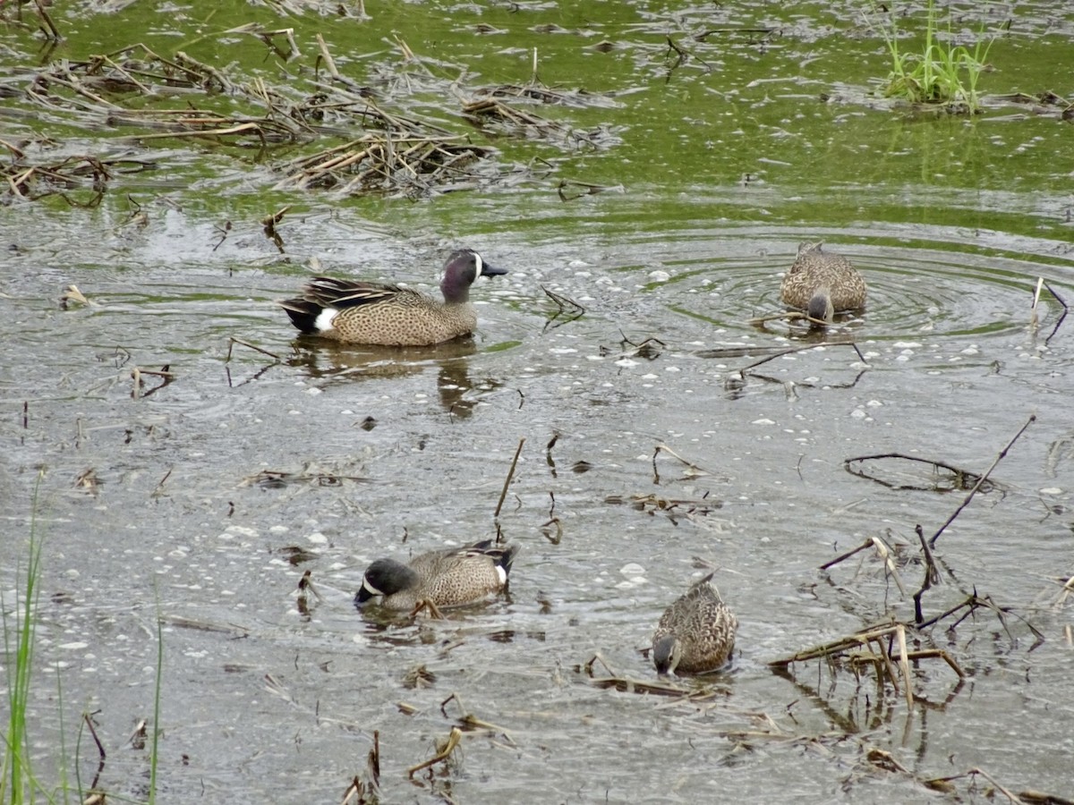 Blue-winged Teal - ML617613348