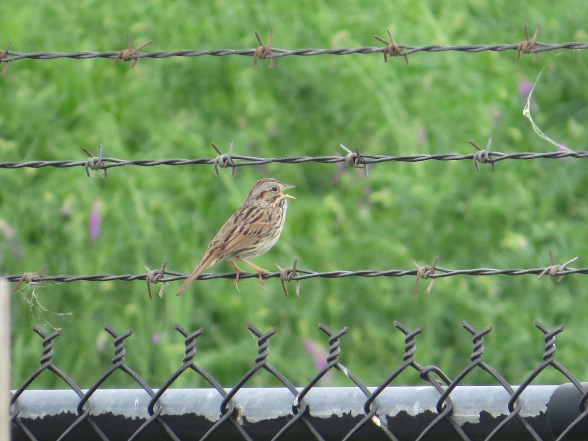 Lincoln's Sparrow - Ragupathy Kannan