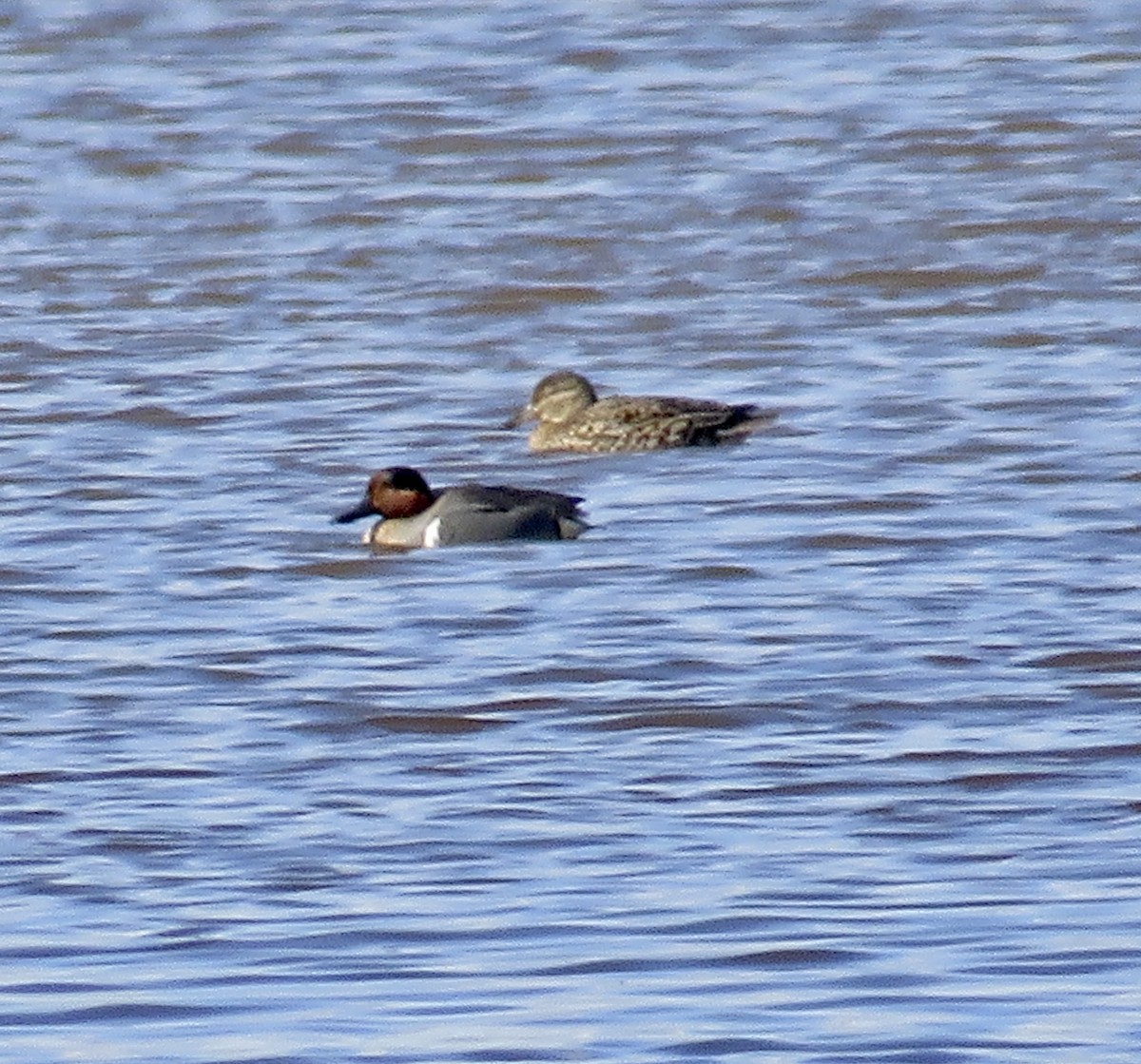 Green-winged Teal - ML617613353
