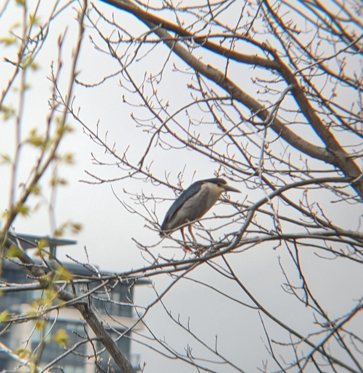 Black-crowned Night Heron - ML617613359