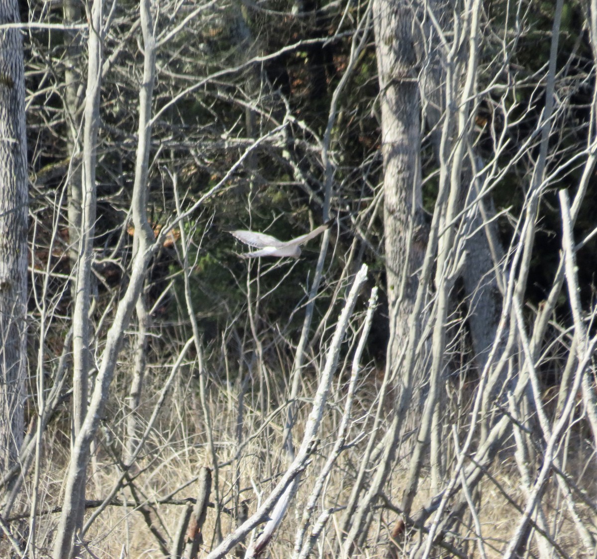 Northern Harrier - ML617613370