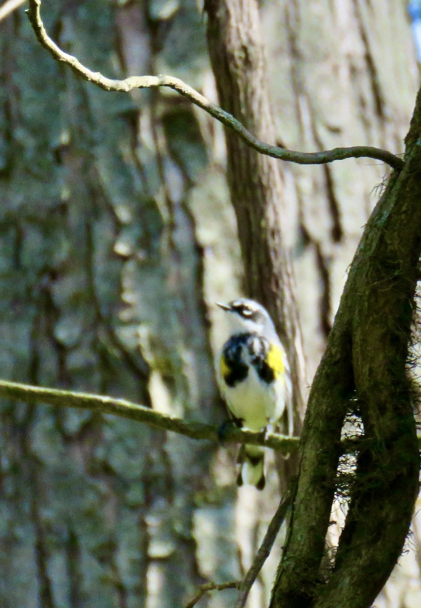 Yellow-rumped Warbler (Myrtle) - ML617613378