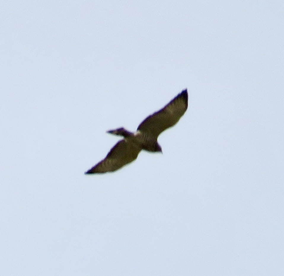 Broad-winged Hawk - ML617613379