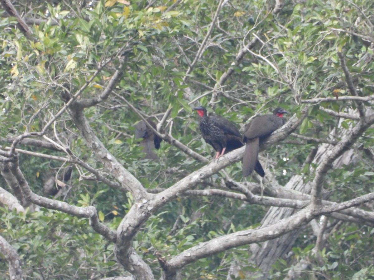 Crested Guan - ML617613389