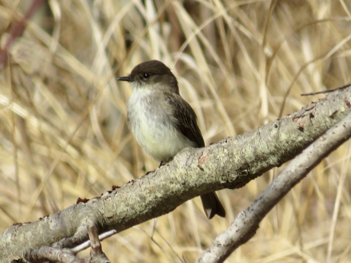 Eastern Phoebe - ML617613397