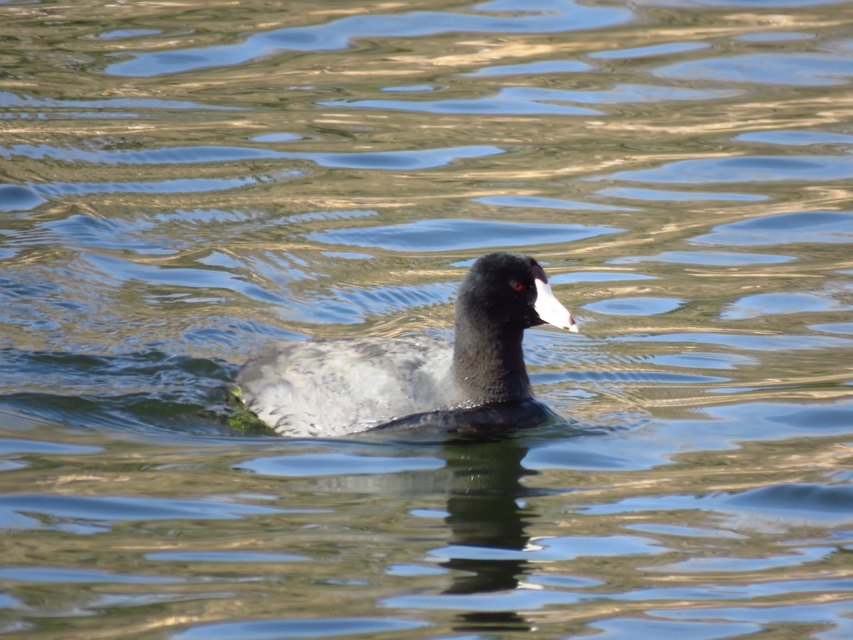 American Coot - ML617613428