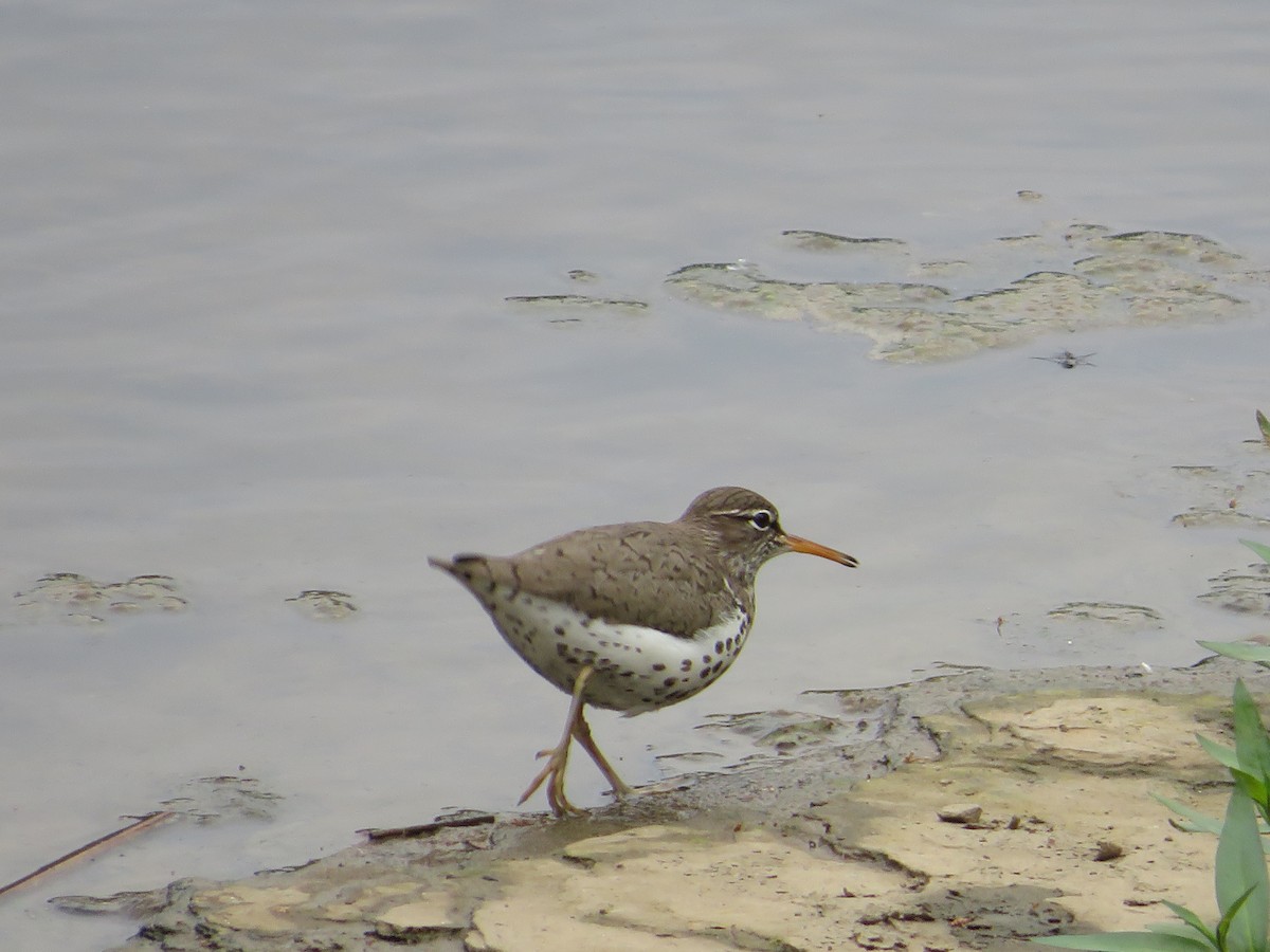 Spotted Sandpiper - Ragupathy Kannan