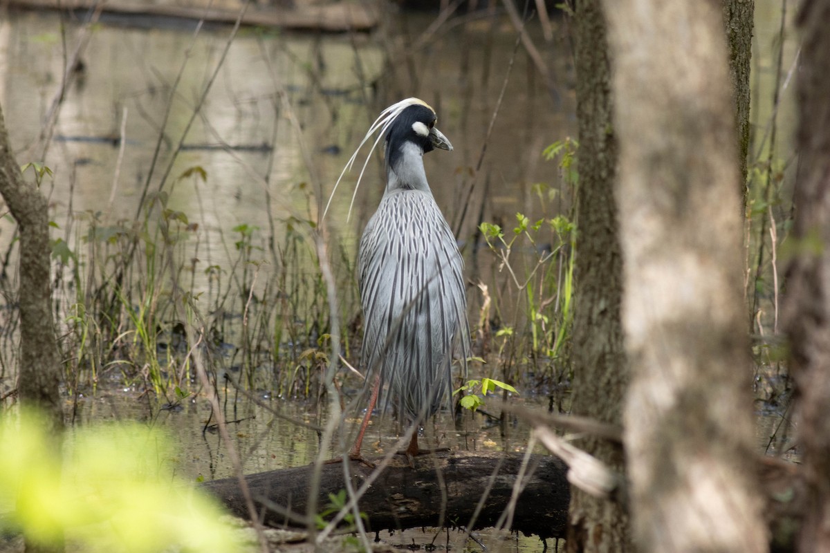 Yellow-crowned Night Heron - ML617613436