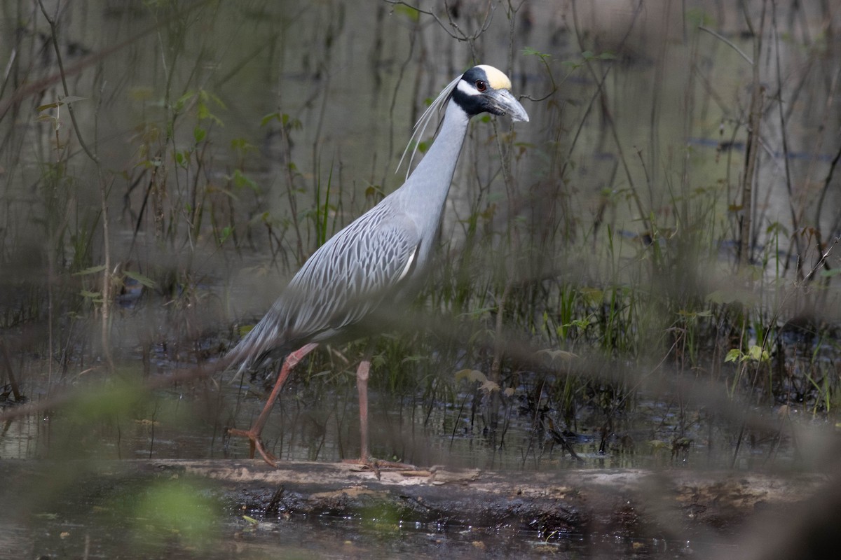 Yellow-crowned Night Heron - ML617613439