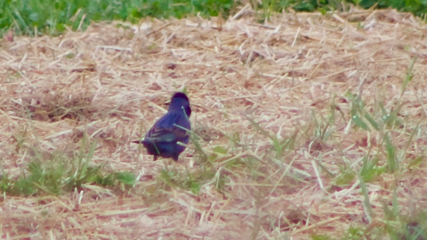 Blue Grosbeak - Lisa Anderson