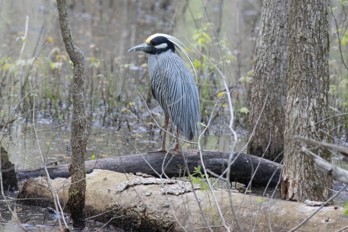 Yellow-crowned Night Heron - ML617613449