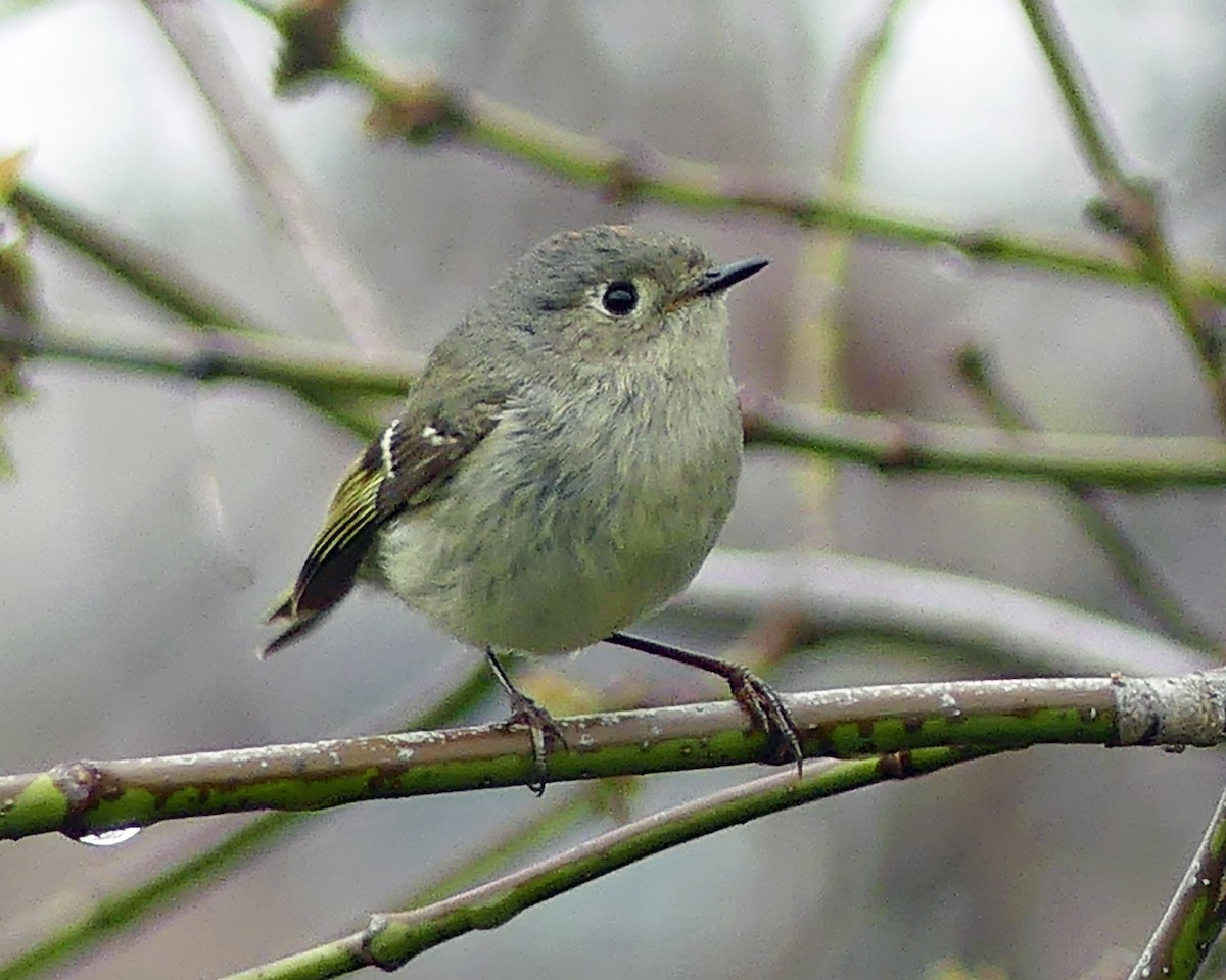 Ruby-crowned Kinglet - ML617613457