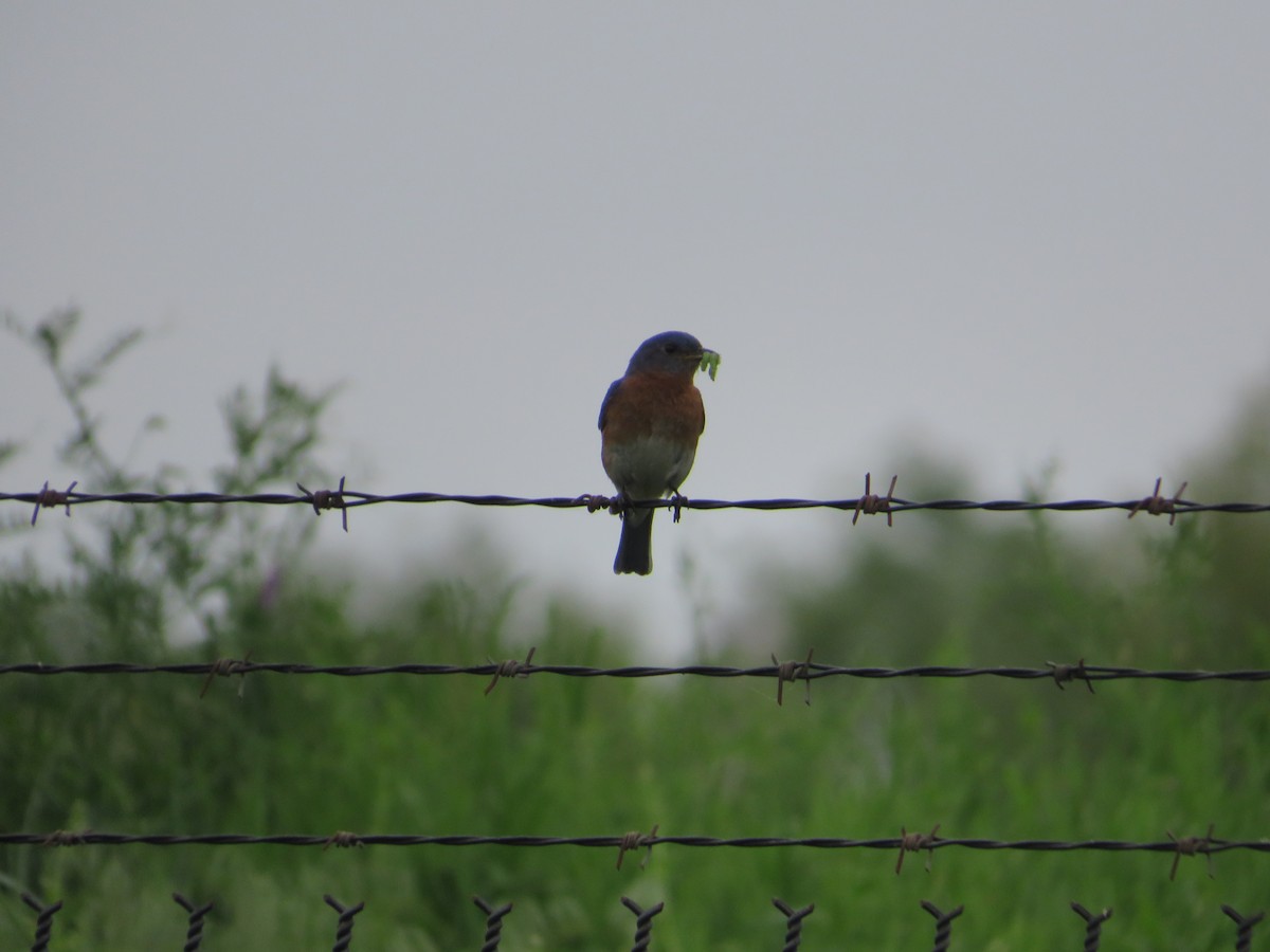 Eastern Bluebird - Ragupathy Kannan