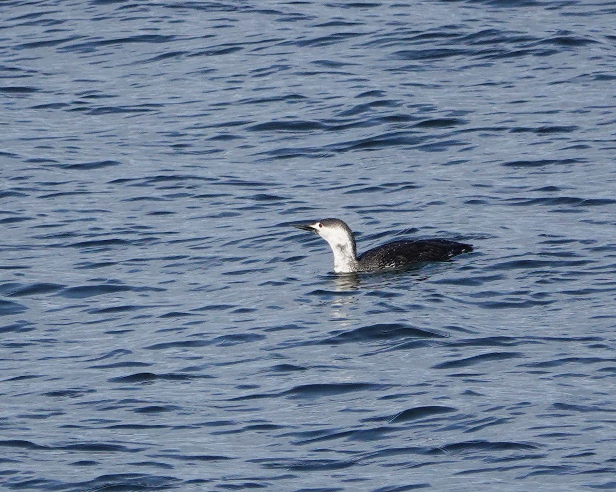 Red-throated Loon - ML617613488