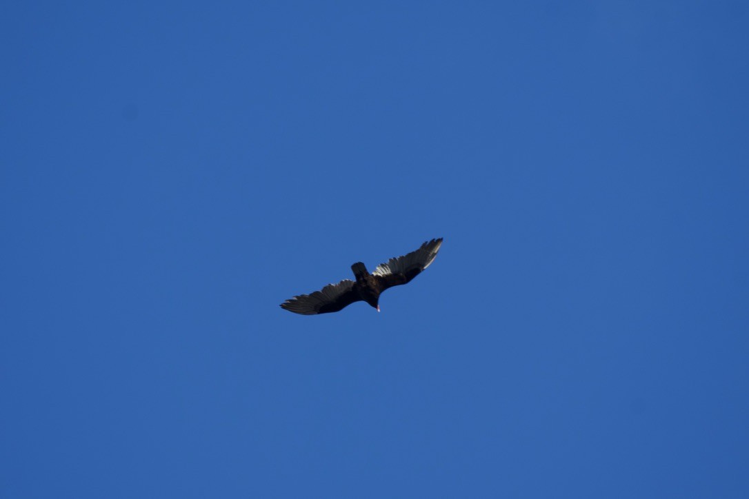 Turkey Vulture - ML617613501