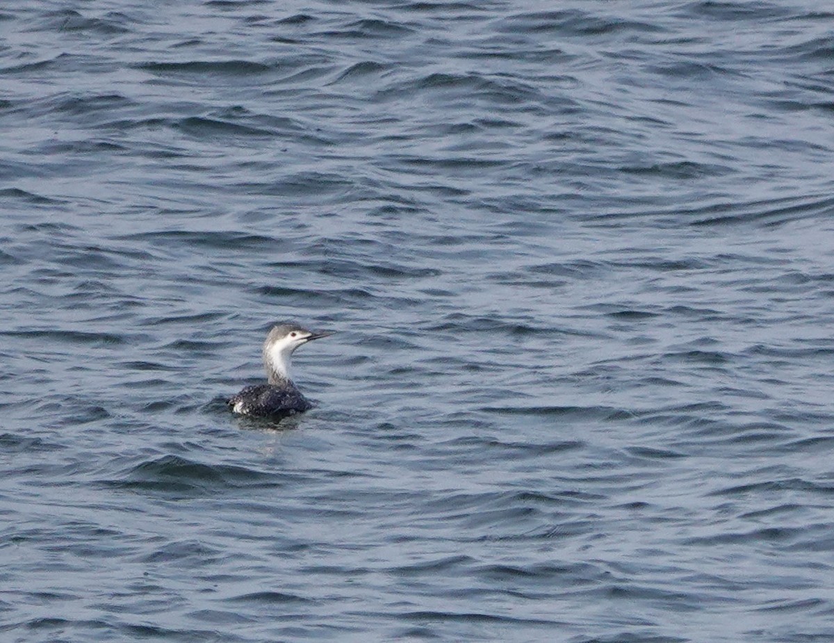 Red-throated Loon - ML617613502