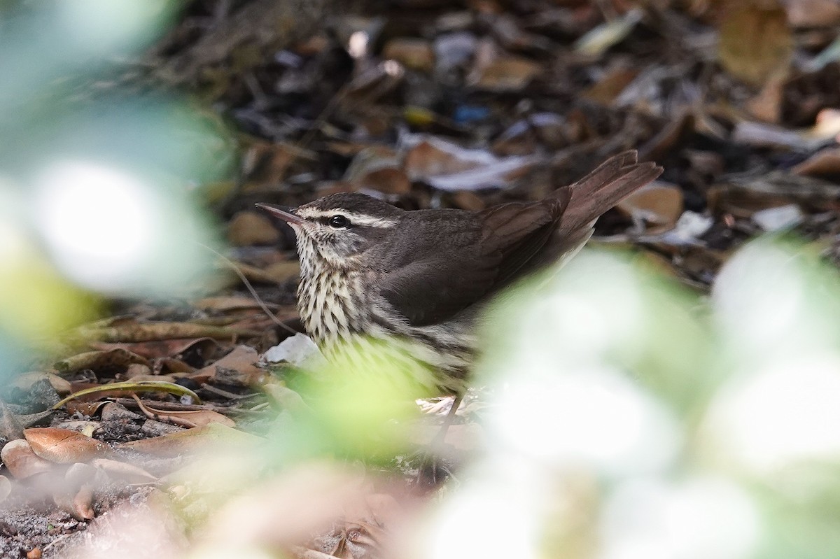 Northern Waterthrush - ML617613515