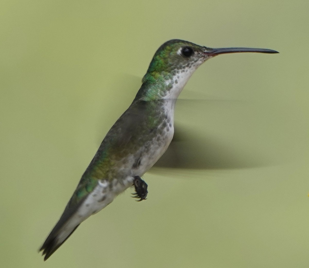 kolibřík bělobřichý - ML617613540