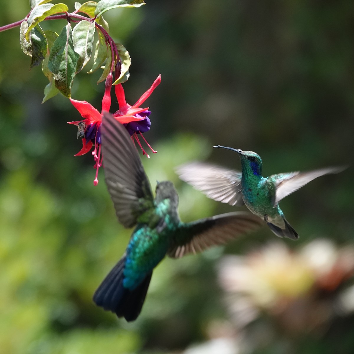 kolibřík modrouchý - ML617613631