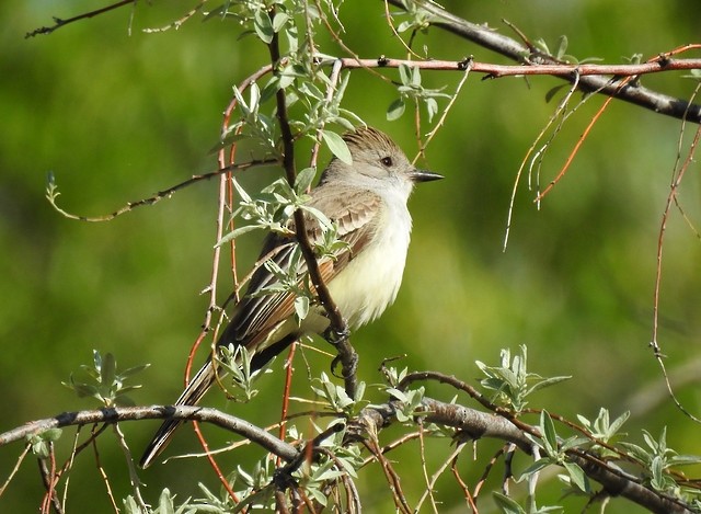 Ash-throated Flycatcher - Adelaide McMillan