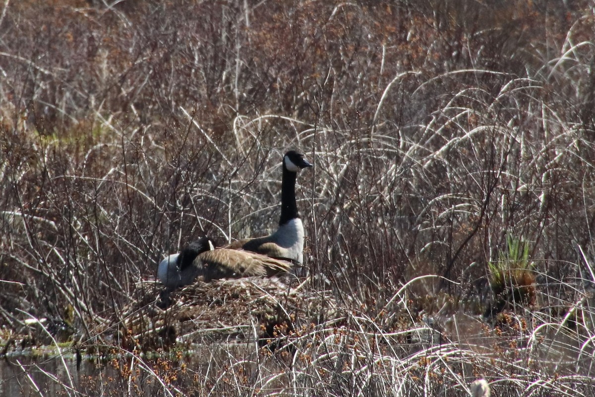 ברנטה קנדית - ML617613665