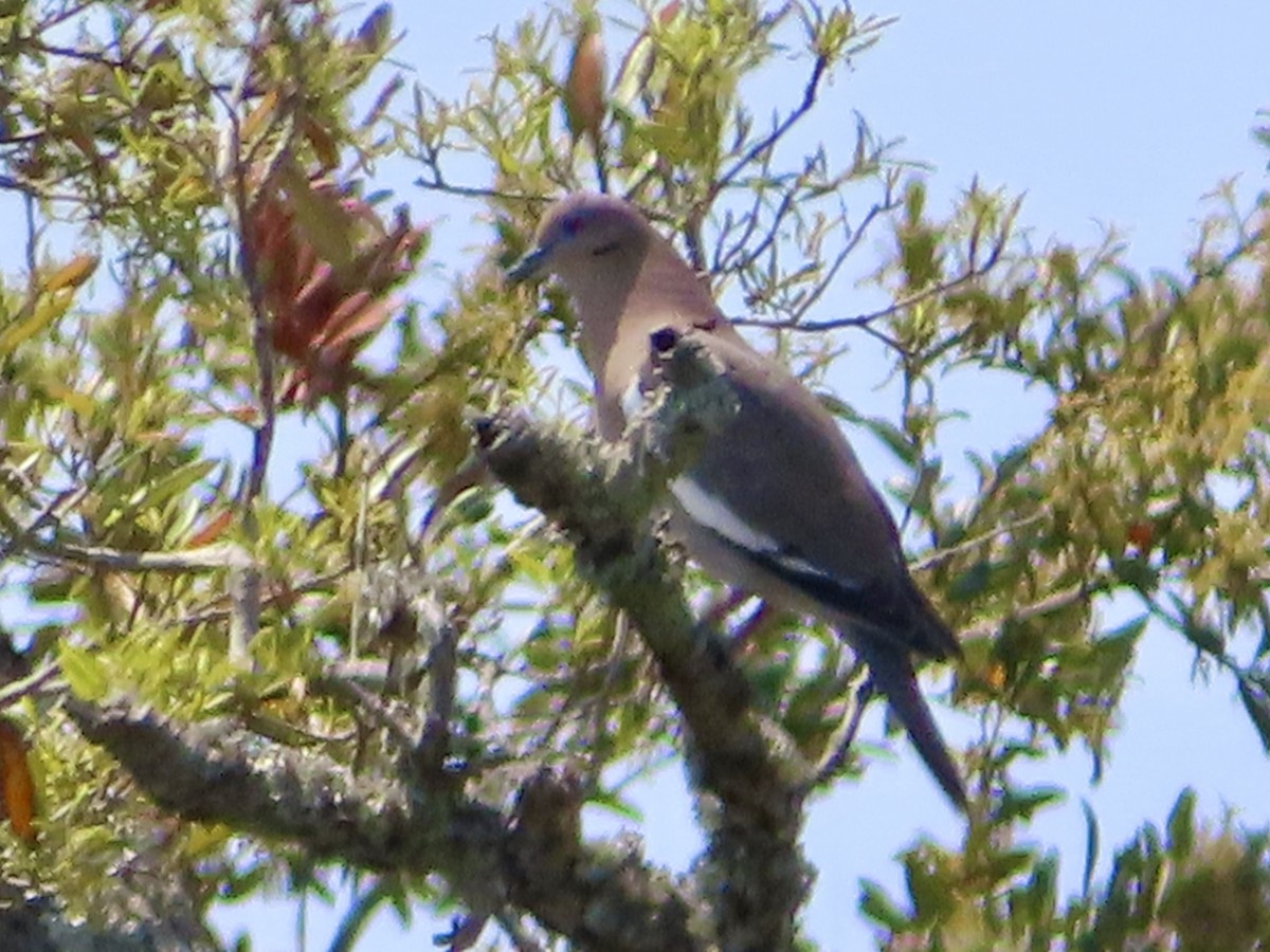 White-winged Dove - ML617613678