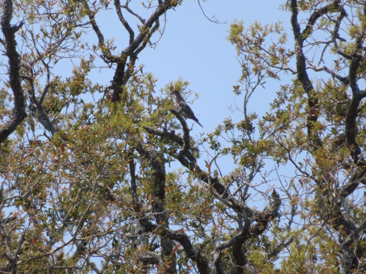 White-winged Dove - ML617613679
