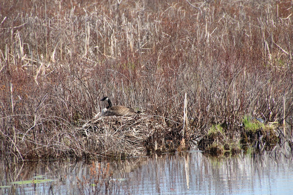 ברנטה קנדית - ML617613723