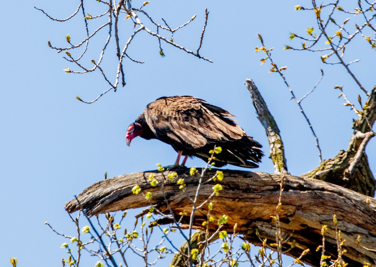 Turkey Vulture - ML617613785