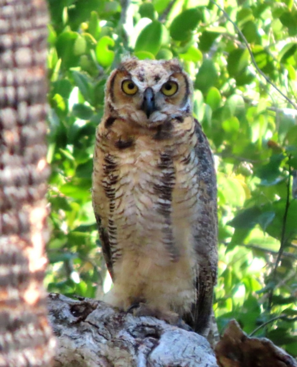 Great Horned Owl - ML617613795