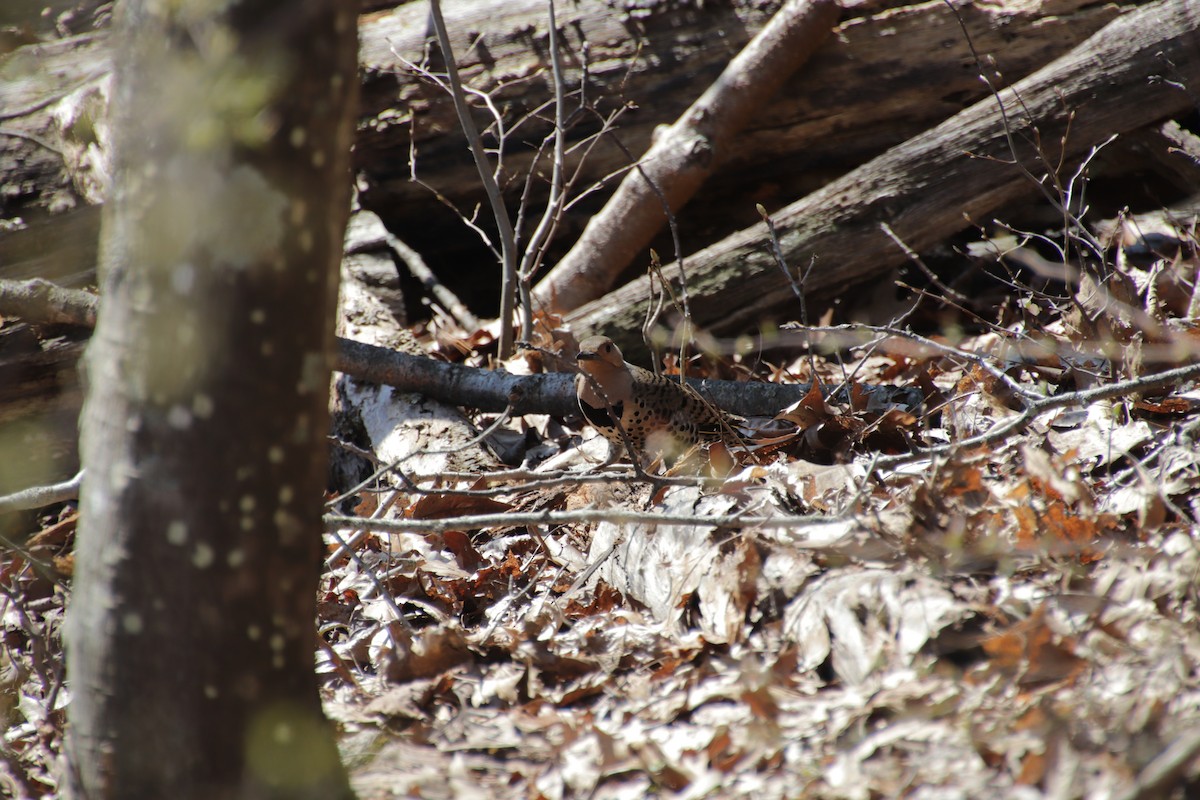 נקר צפון-אמריקני - ML617613820