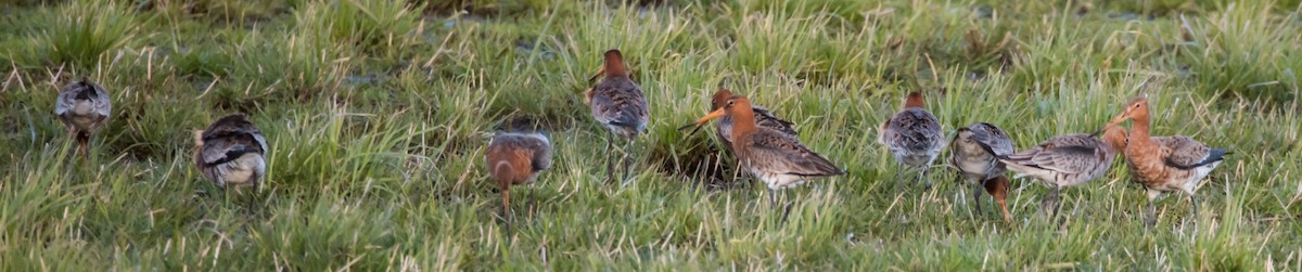 Black-tailed Godwit (Icelandic) - Svein Ole Mikalsen