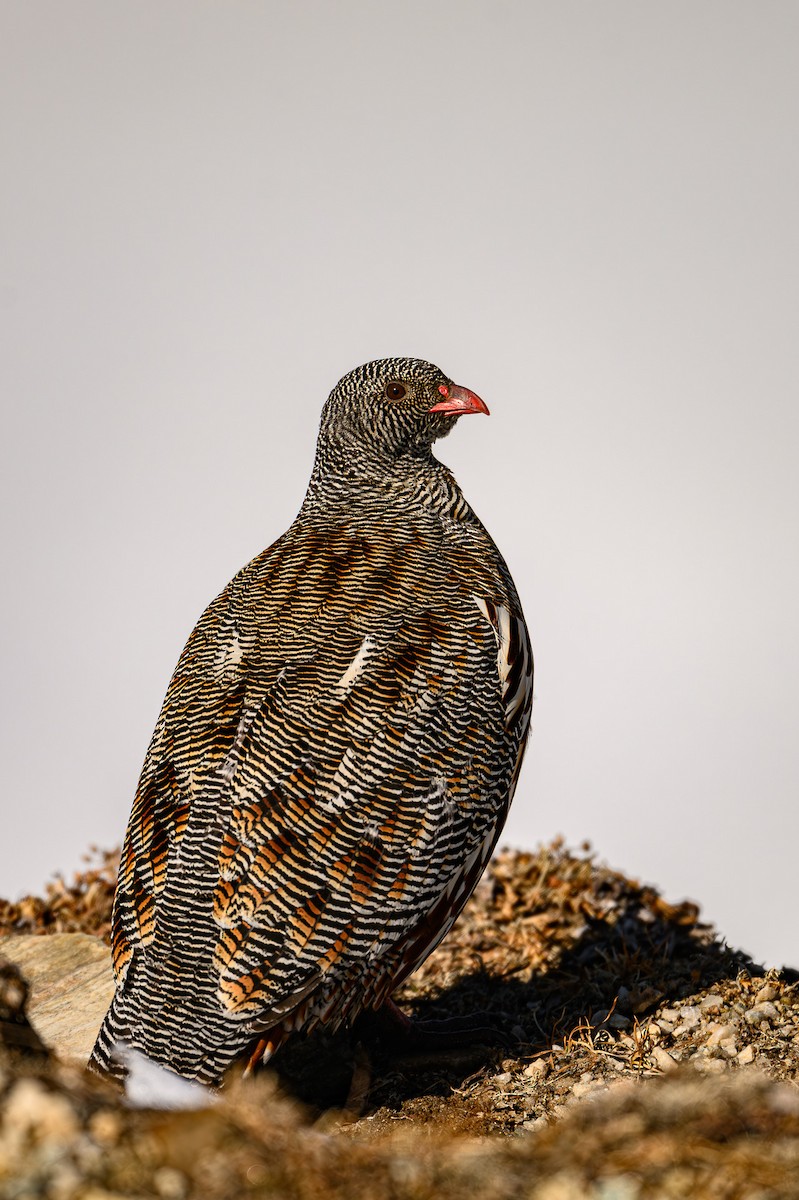 Snow Partridge - ML617613847