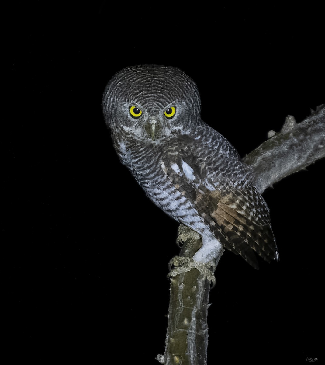 Jungle Owlet - ML617613864