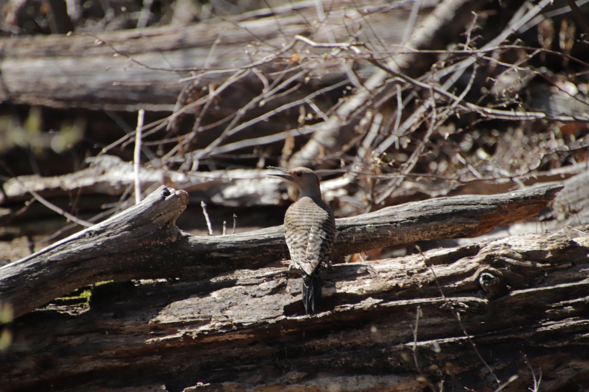 Northern Flicker - ML617613866