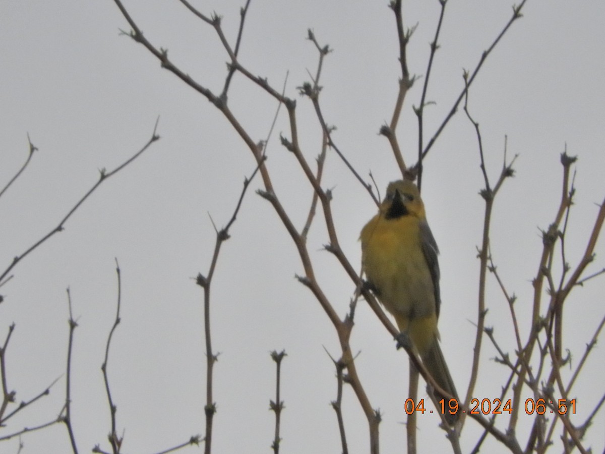 Hooded Oriole - Charles  Ritter